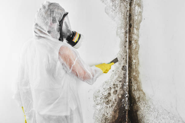 Best Best Mold Removal Companies  in Spring Hill, FL