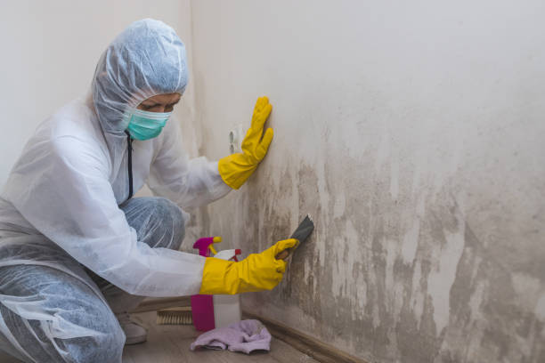 Best Office Mold Removal Services  in Spring Hill, FL