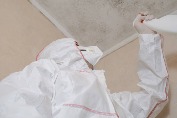 Best Mold Remediation  in Spring Hill, FL