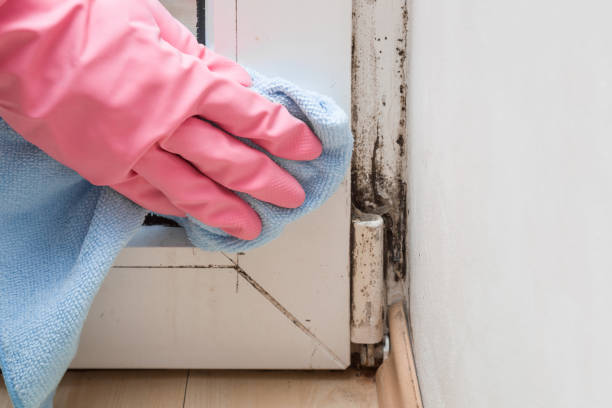 Trusted Spring Hill, FL Mold Removal Experts